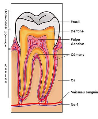 Greffe gingivale / Parodontie